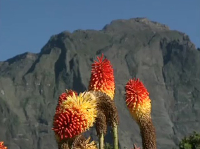 ÎLE DE LA RÉUNION